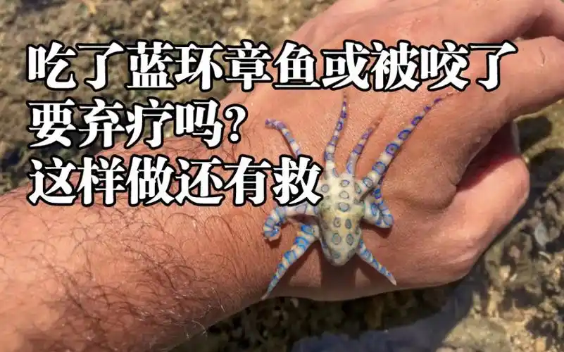 吃了蓝环章鱼或被咬了要弃疗吗?这样做还有救【睡前软体动物学199】