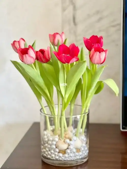 水培郁金香day14