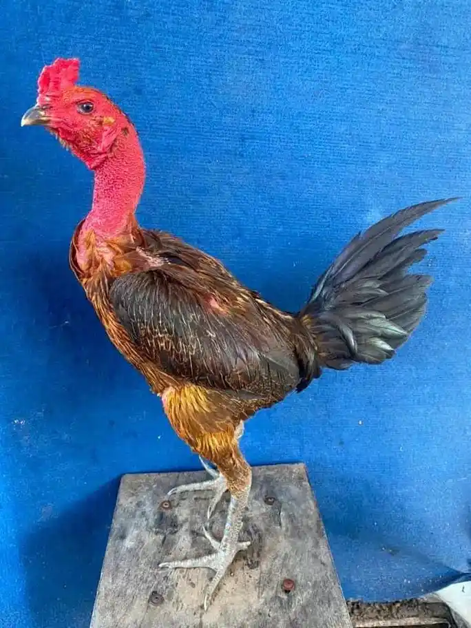 泰国斗鸡 #缅鸡 #斗鸡文化 - 抖音