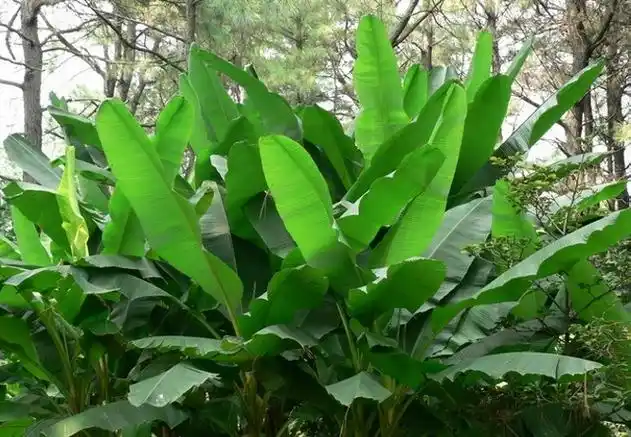 wu)是兰花蕉属多年生草本,高达45cm,具根状茎,叶茎生,2列,椭圆状