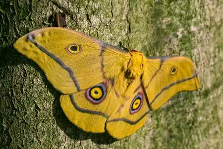 皇帝飞蛾蛾nudaureliakrucki来自东非森林的大型美丽的黄色蛾.照片