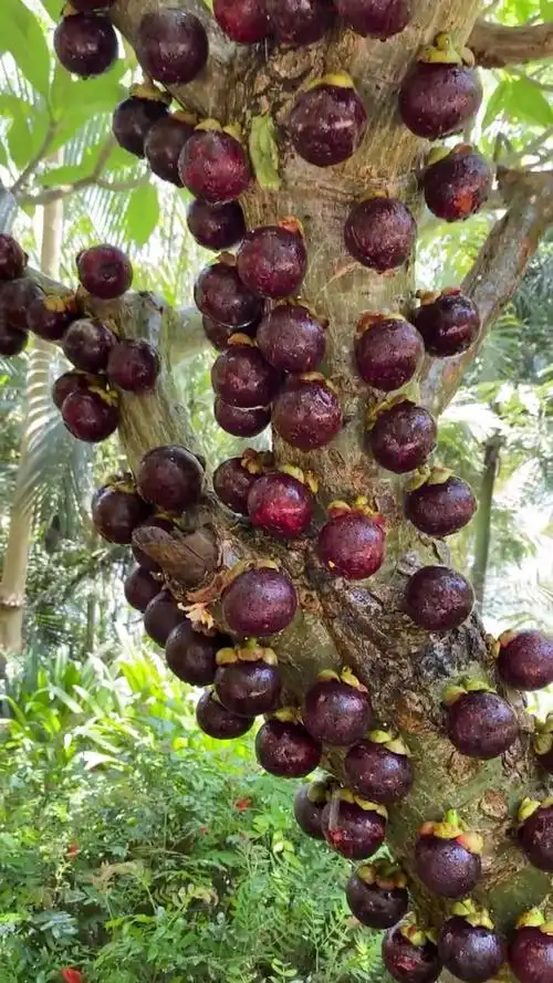 这样山竹树见过吗