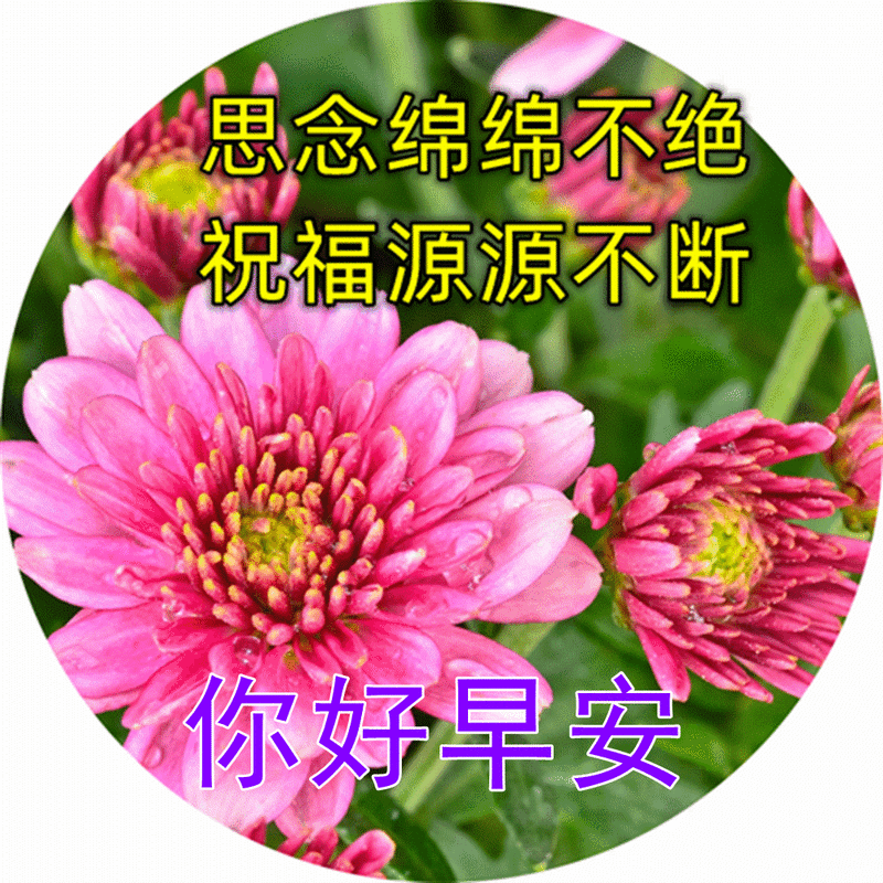 清早最新版早上好漂亮表情祝福图片,平安祝福早上好问候祝福语