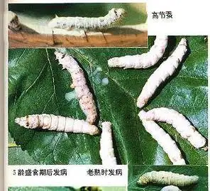 根据病症被称为血液型脓病或体腔型脓病.在许多文献中仍沿用