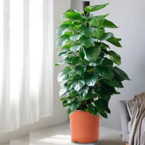 5米绿萝柱大型绿植花卉盆栽室内盆景源头直发8020 199元(满2件9折)-聚