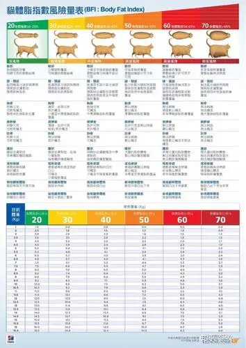 猫咪体重二三事