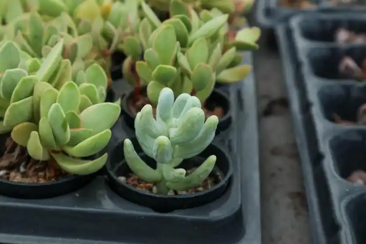 朝霞锦多肉养殖方法