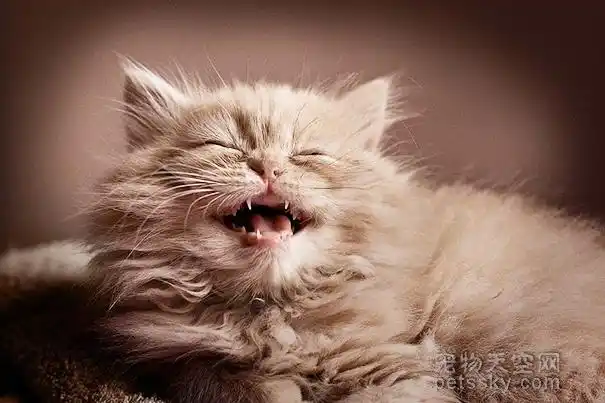 这里有百变形态的猫咪,有的呆萌,有的可爱,有的淘气,看这些猫咪的照片