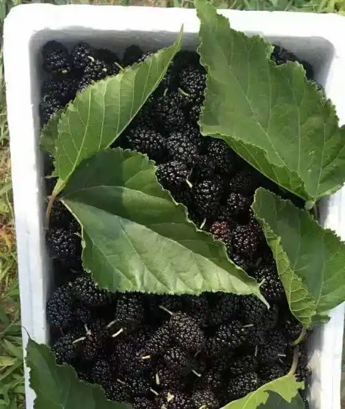 桑葚_功效_紫酒