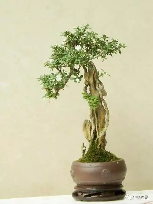 六月雪盆景的制作与养护