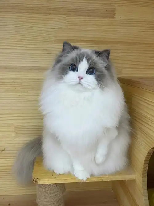 布偶猫凤九的丝质毛