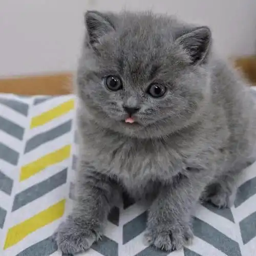 蓝猫幼猫纯种英短蓝白短毛矮脚长毛小奶猫咪猫咪