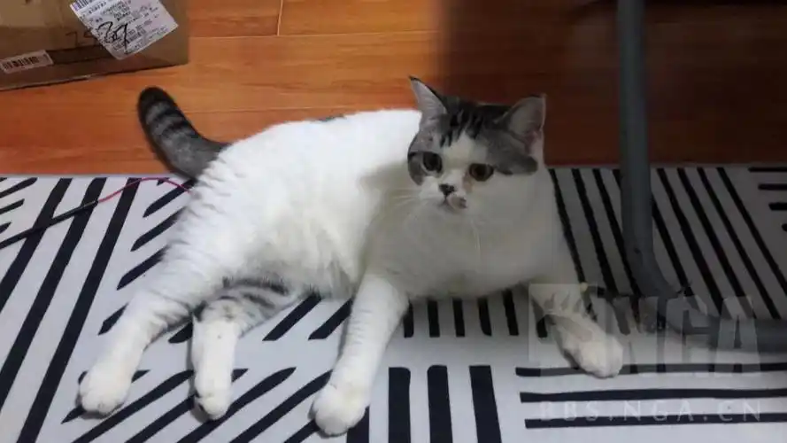 [杭州or丽水][英美短串串免费求领养]