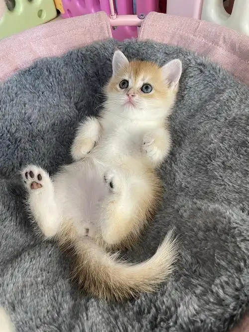 (大连)俄血金渐层ny12妹妹找家长