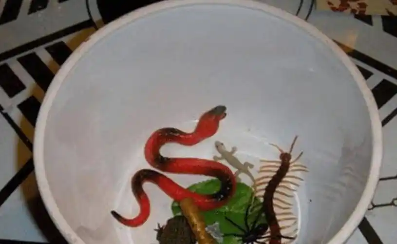 俗话说"苗族有蛊,蛊物毒人",有这回事吗?真的仅仅是迷信吗?