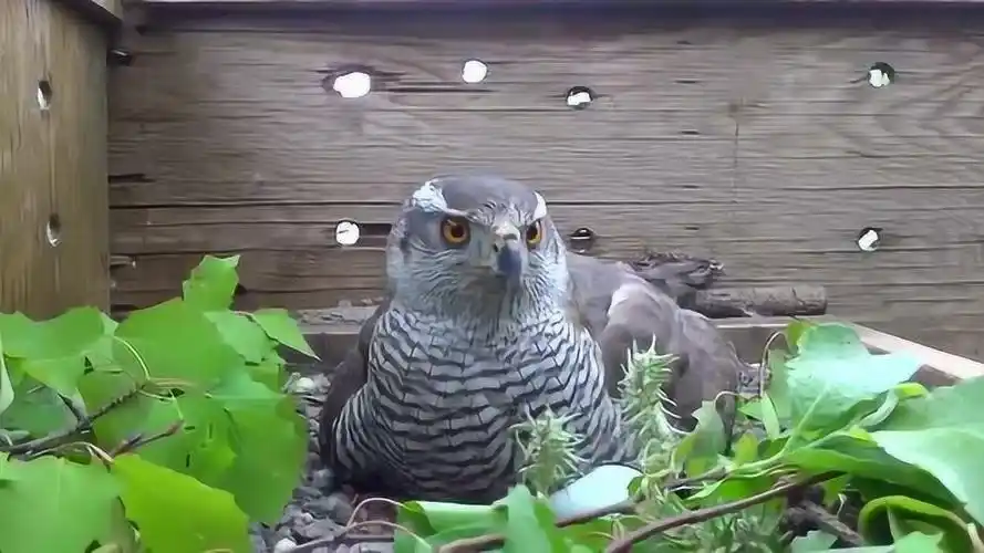 宠物鹰第一次当妈妈主人却要用它的蛋做蛋炒饭