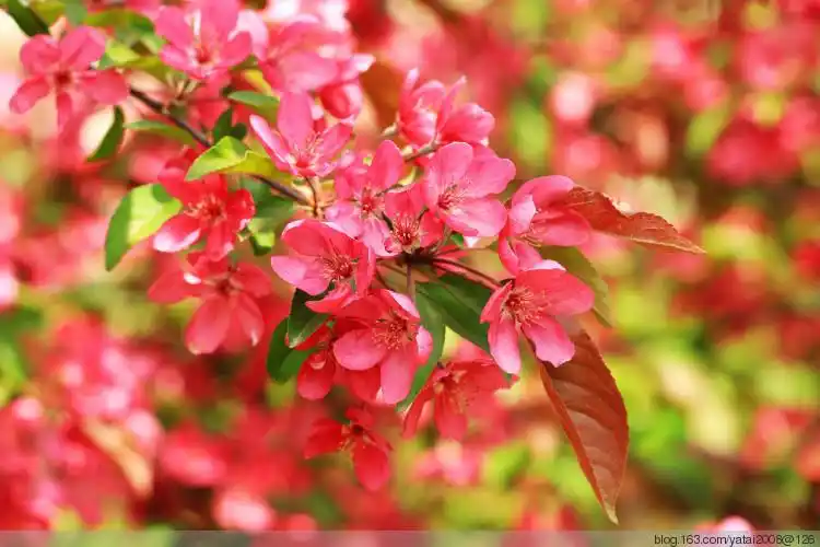 红叶海棠(原创)