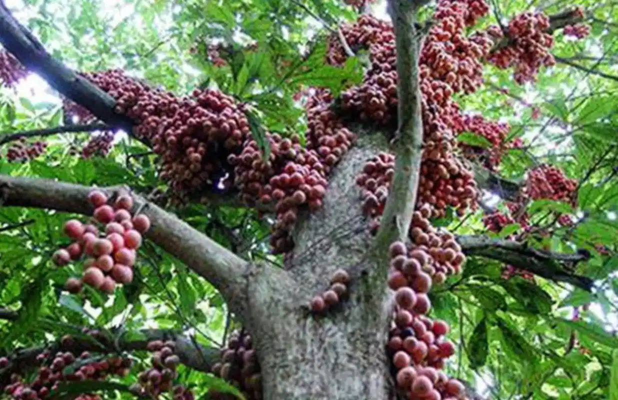 山竹为何是"贵族水果",看完它的采摘过程:这次涨知识!