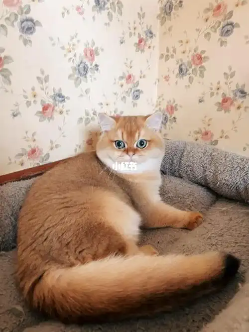 五个月的ny11色金渐层弟弟找新家,品相自观,喜欢的来.