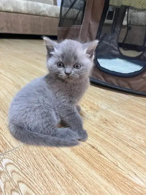 99位置北京怀柔,支持自取,近的话可送上门9799自家猫生的小蓝猫