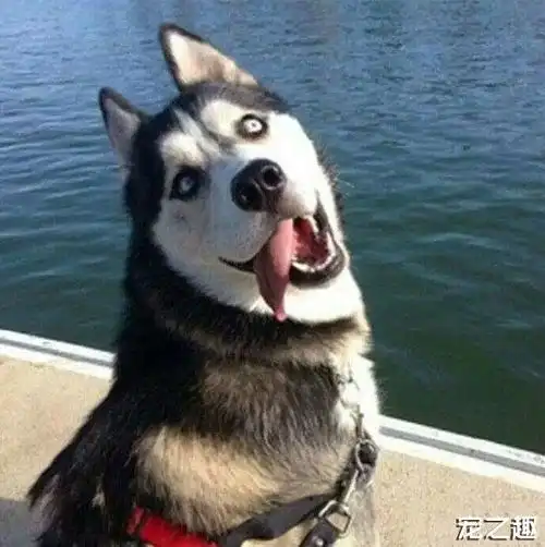 二哈这名我不背!请叫我"令狐哈,二狼神"!