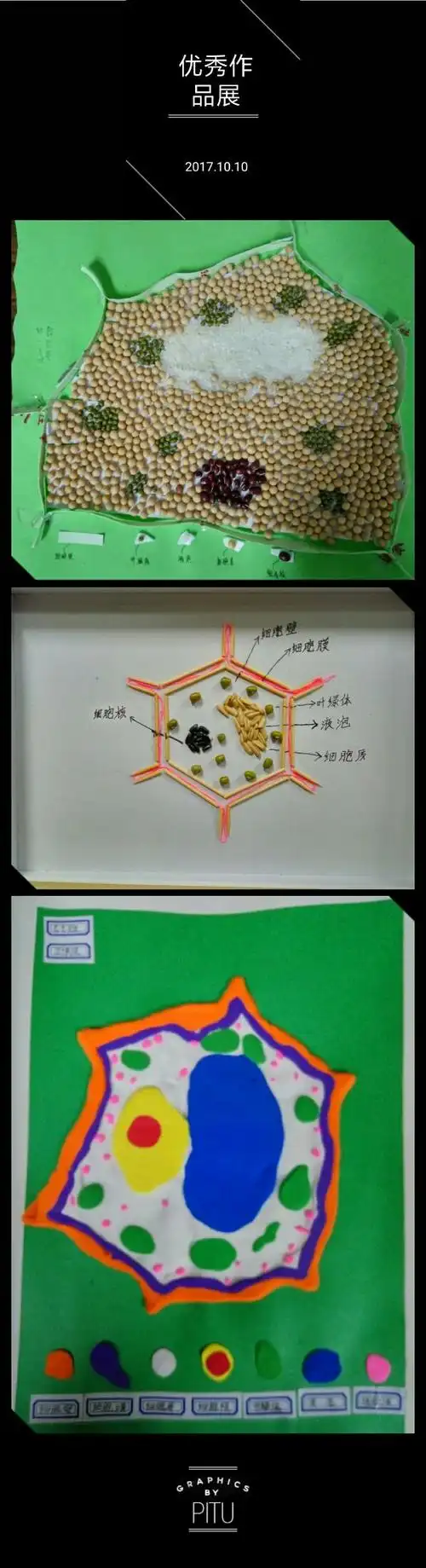 东康新教育学校初一年级"动植物细胞模型"优秀作品展