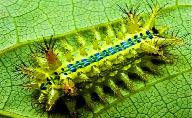 农村害虫"洋辣子"人见人怕,据说能卖到200元一斤,作用这么多