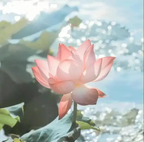 荷花  #养生荷花头像  #荷花头像  #头像分享