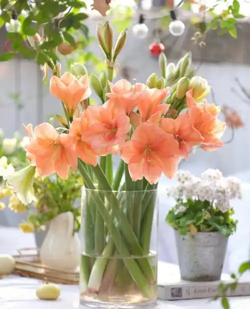 注定红朱顶红秋冬日里最美的故事