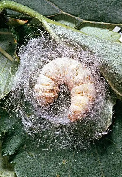 幼体图片_全景网