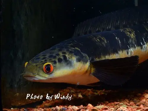 光头流氓之马来西亚黑魔神雷龙