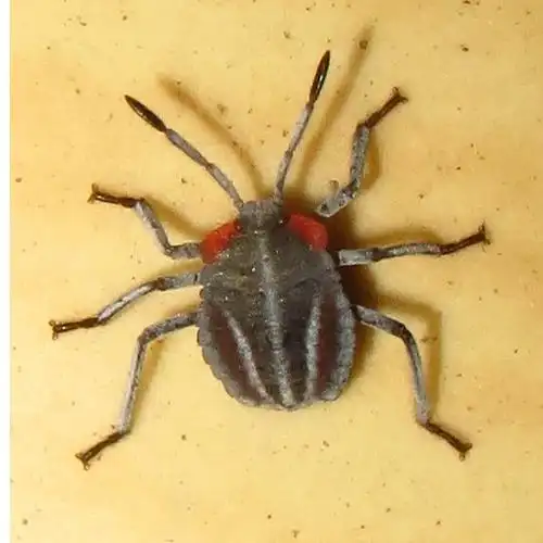 问题 按默认排序|其他1条回答  33 分钟前 v3|宠物护理师 某种蝽类的