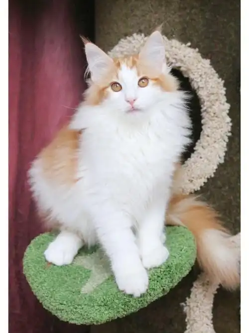 挪威森林猫颜值天花板橘橘小宝贝