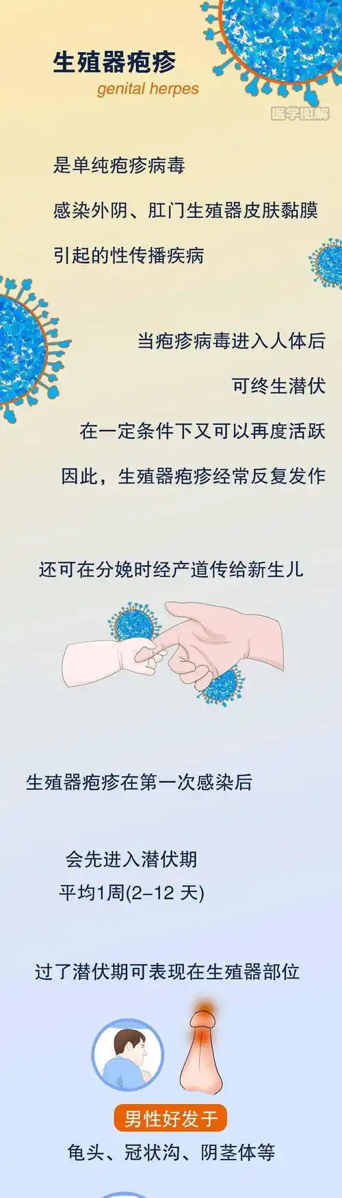 反反复复的生殖器疱疹到底什么样
