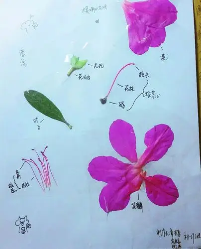 南昌民67德学校:花的结构标本制作