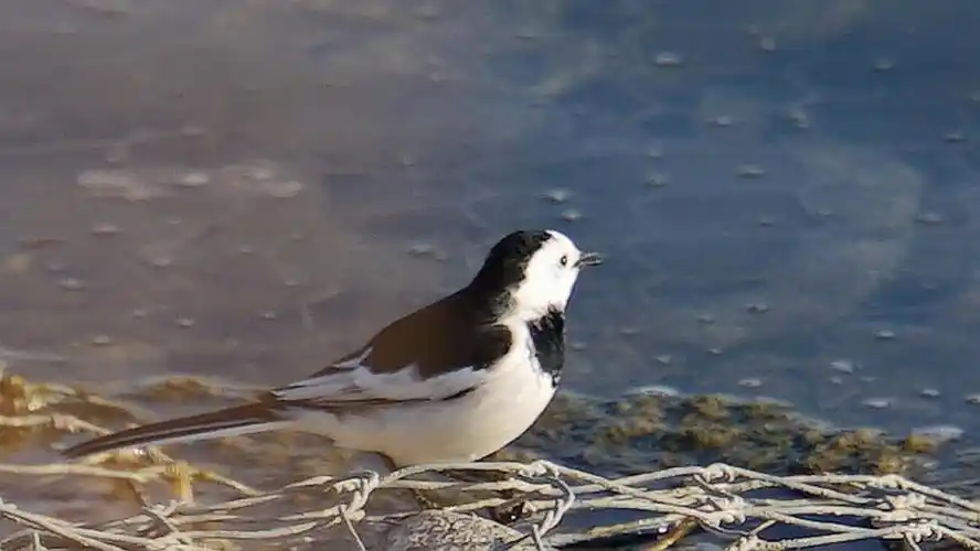 生活在大黑河畔的鸟类(七):白面判官——白鹡