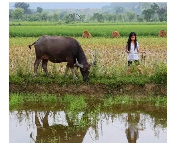 90后农村长大的请一起来回忆我们童年的经典时刻