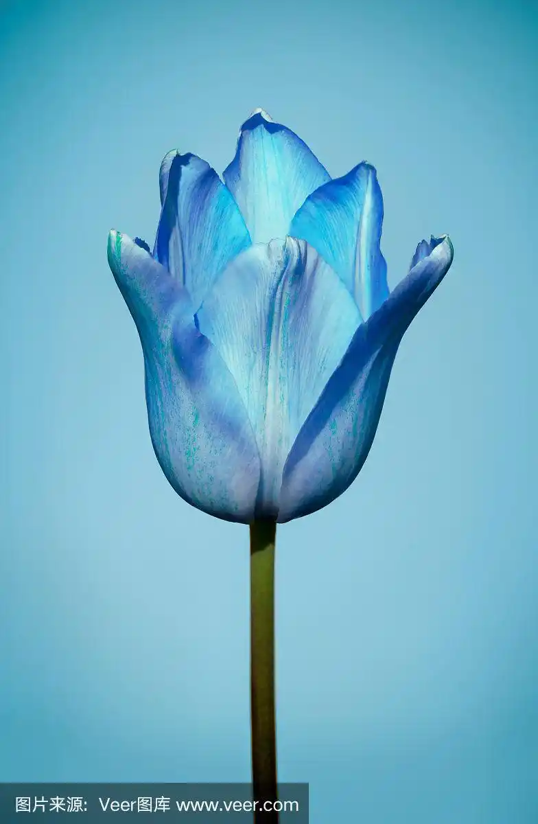 蓝色背景上的蓝色郁金香