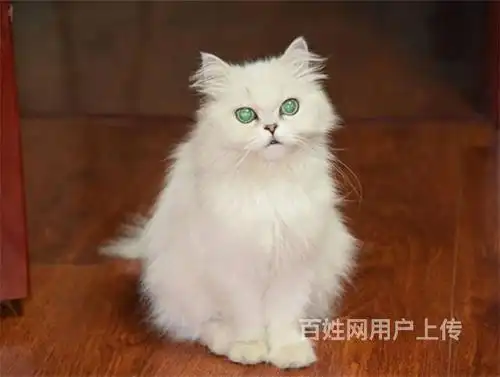 纯种家养金吉拉活体宠物猫咪幼猫活体金吉拉长毛猫白色