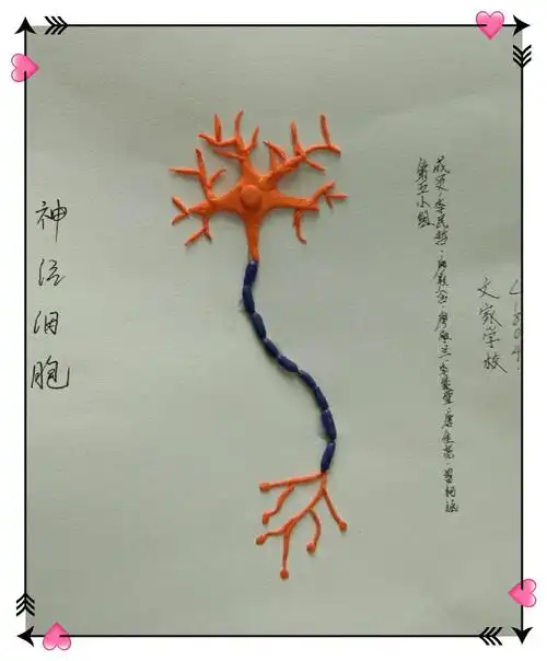 嘉禾县文家学校七年级生物模型制作大赛优秀作品展