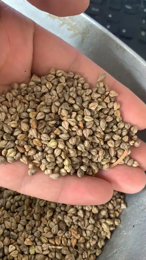 荞麦种子 批发 苦荞麦 甜荞麦
