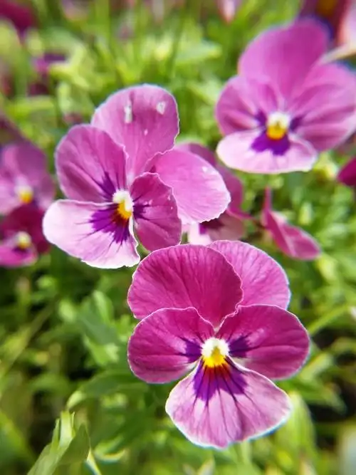 春天开的花有哪些花(100种春天开花的名字图片)_好房365