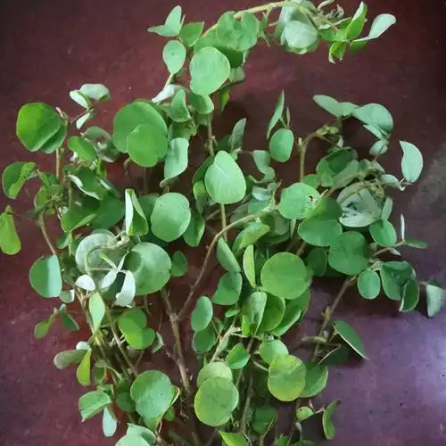 金钱草大叶新鲜广金钱落地金钱铜钱草马蹄香化溶石500g