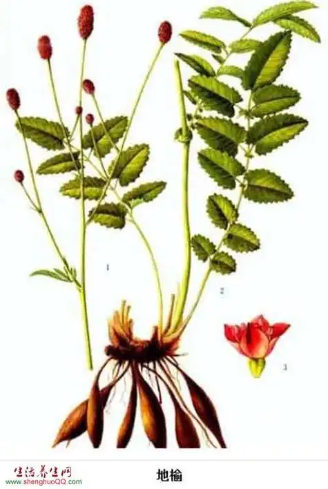 地榆-功效与作用