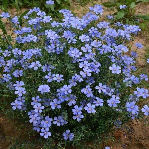 蓝亚麻花种子蓝花秋季庭院公阳台盆栽室外多年生宿根花卉花籽野花