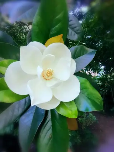 小区内拍的广玉兰花(也叫莲花玉兰)