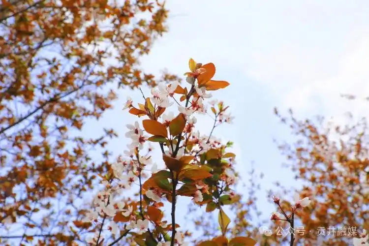 贡井五彩荷园春风十里不如李