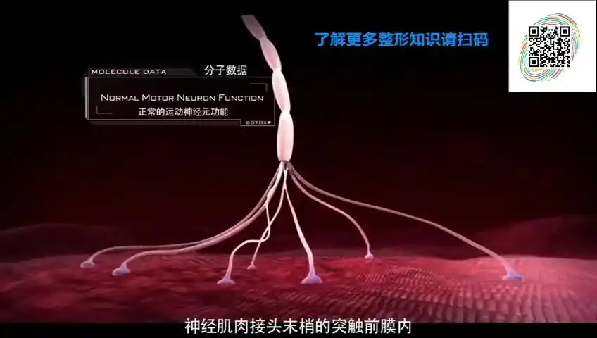 肉毒素作用机制