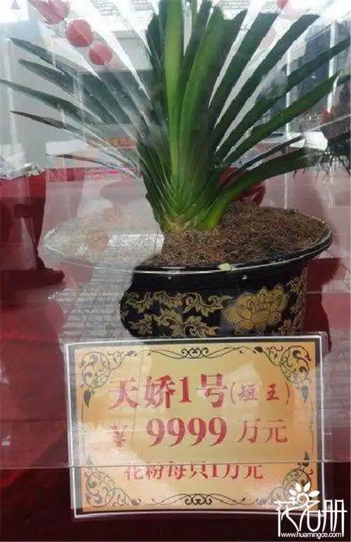 最贵君子兰价格及图片2