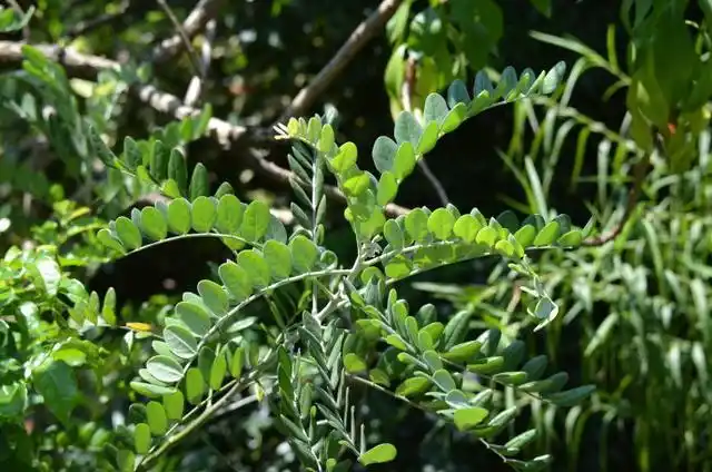 苦参煎剂洗浴患部,效果立竿见影!